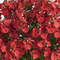 Bild von Diascia P12 Orange